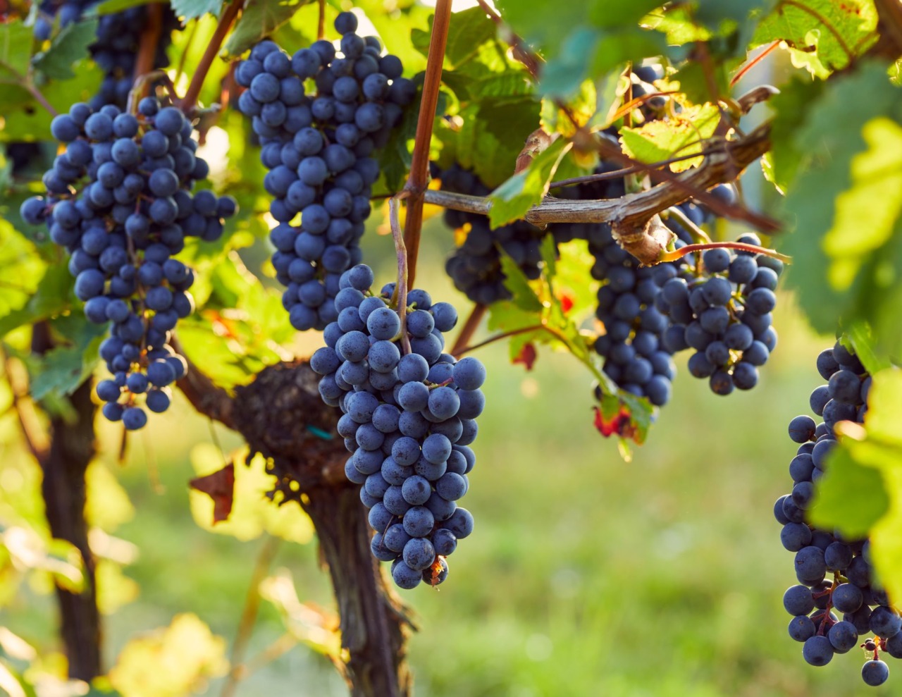 Piero Bava compie 95 anni tra vino e impegno per Cocconato