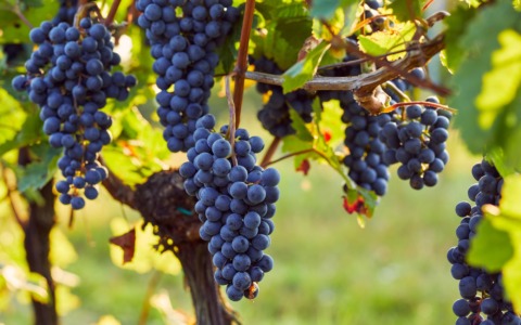Piero Bava compie 95 anni tra vino e impegno per Cocconato