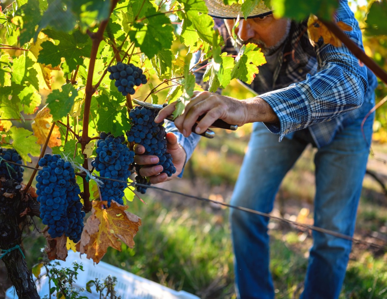 Ricagno: «Vendemmia eccellente, cresce l’interesse per l’enoturismo»
