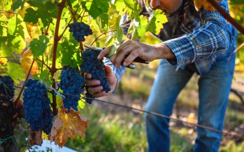 Ricagno: «Vendemmia eccellente, cresce l’interesse per l’enoturismo»