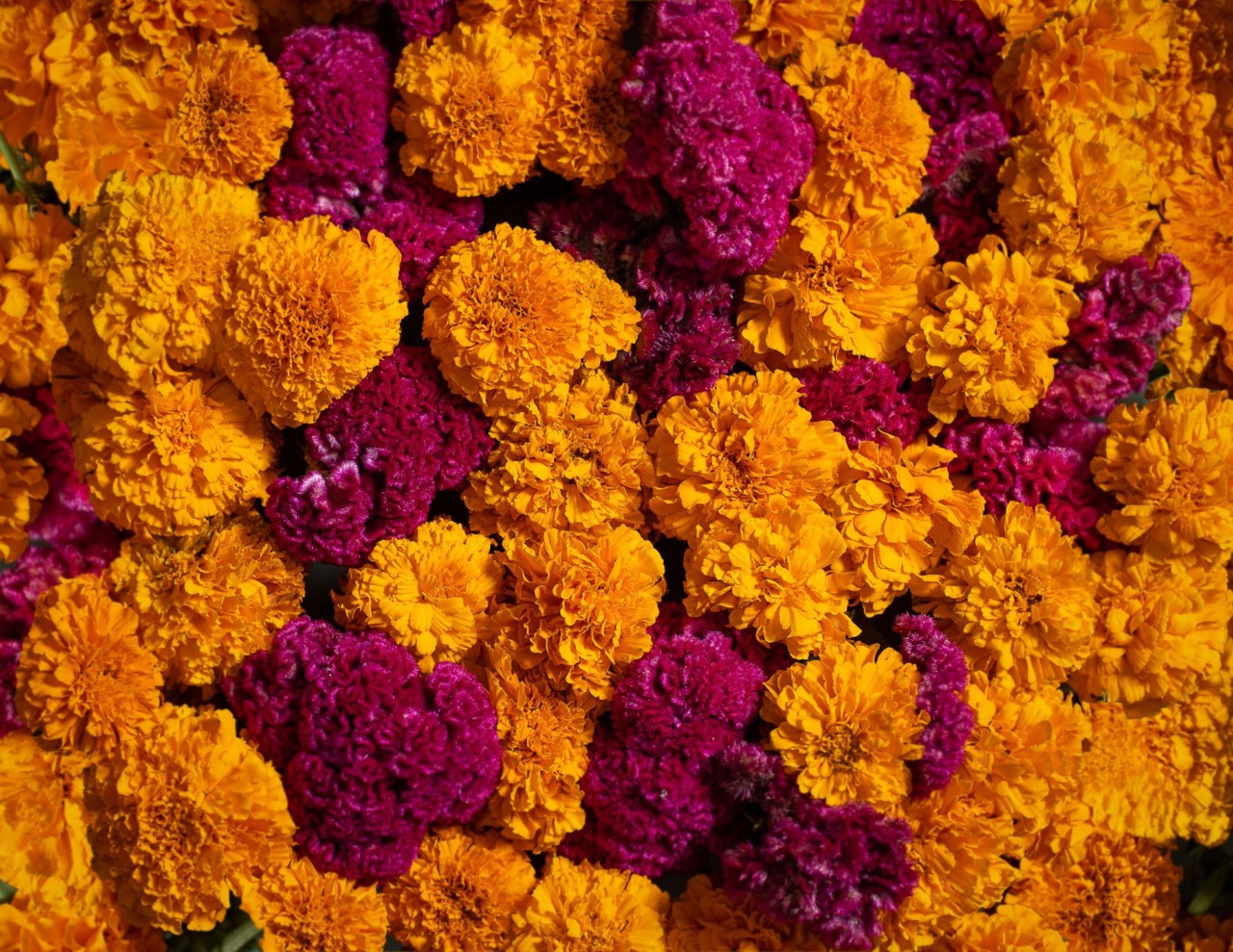 Asti, mercato dei fiori: nuove regole per la viabilità