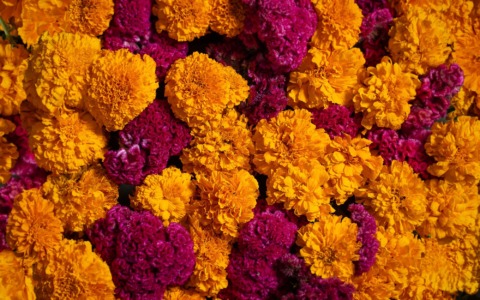 Asti, mercato dei fiori: nuove regole per la viabilità