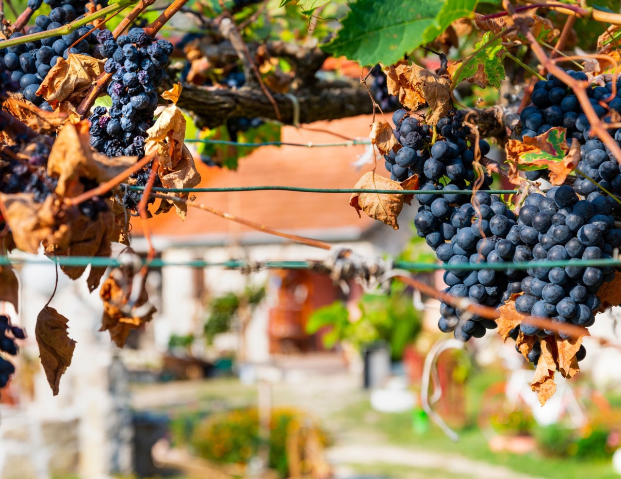 Il vino torna a tavola: ad Asti un’alleanza per i giovani
